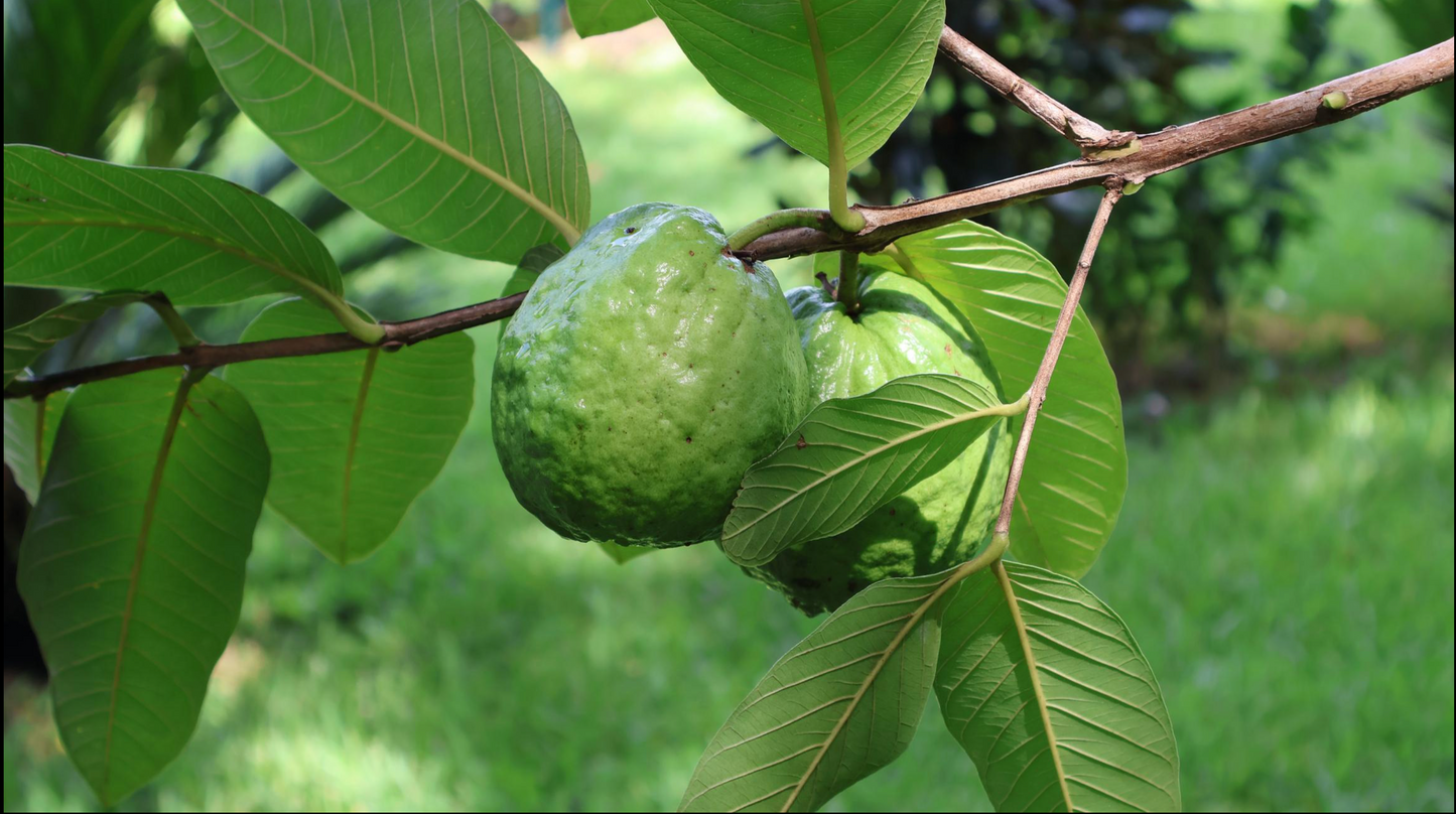 Tropical Guava Pineapple "Seamoss Organic Ginger Smoothie"